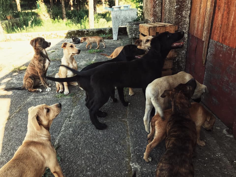 Cães acolhidos pela ANA-SCD
