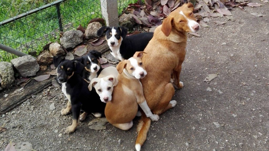 Cães ajudados pela ANA-SCD